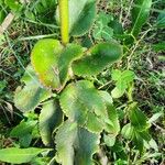 Kalanchoe densiflora Leaf