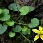 Viola sempervirens Hábito