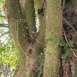 Ceiba speciosaBark