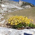 Draba aizoides 整株植物