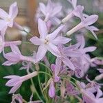 Tulbaghia violacea 花