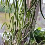 Hoya linearis Blad