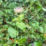 Cirsium oleraceum ফুল