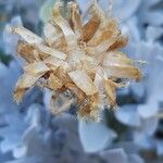 Centaurea ragusina Blüte