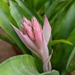 Aechmea allenii Квітка