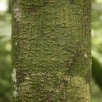 Pachira dolichocalyx Bark