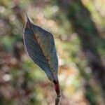 Stewartia malacodendron Fuelha