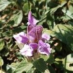 Scutellaria alpina Blüte