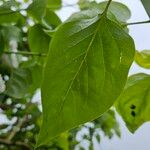Syringa reticulata 葉