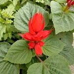 Salvia splendens Flower