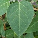 Datura inoxia Leaf