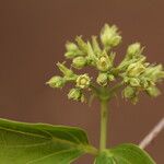 Strychnos spinosa Blüte