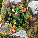 Geranium lucidum Frunză