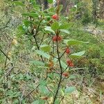 Shepherdia canadensis Fruit