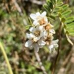 Osteomeles anthyllidifolia Flor