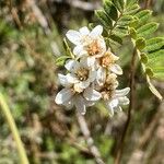 Osteomeles anthyllidifolia Blodyn