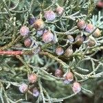 Juniperus scopulorum Fruto