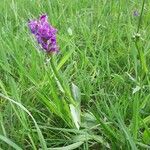 Dactylorhiza majalisFlor