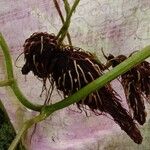 Dioscorea alata Fruit