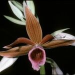 Phaius tankervilleae Flower