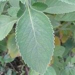 Coleus barbatus Leht