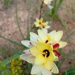 Ixia maculata Blomst