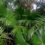 Livistona chinensis Hábitos