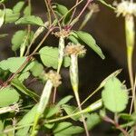 Porophyllum punctatum Fruit