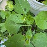 Solanum scabrum 葉