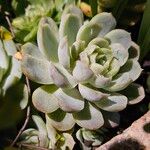 Echeveria derenbergii Habitat