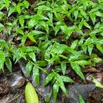 Oplismenus undulatifolius Leaf