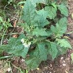 Solanum carolinense Feuille