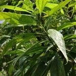 × Chitalpa tashkentensis Fuelha