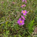 Cistus × incanus Hábitos