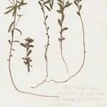 Euphorbia gayi Habitus