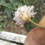Cephalaria transsylvanica Floro