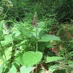 Stachys alpina Агульны выгляд