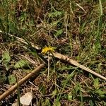 Taraxacum obovatum Habit