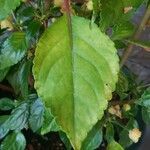 Impatiens auricoma Blad