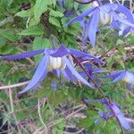 Clematis alpina 花