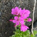 Pelargonium capitatum 花