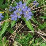 Gentiana decumbens