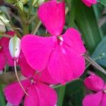 Impatiens walleriana 花