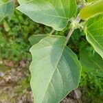 Datura inoxia Leaf