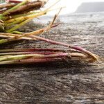 Eleocharis maculosa 葉