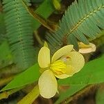 Chamaecrista mimosoides Flower