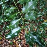 Ilex aquifolium Feuille