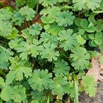 Geranium pusillumLeaf