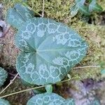 Cyclamen purpurascens Leaf