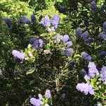 Ceanothus parryi